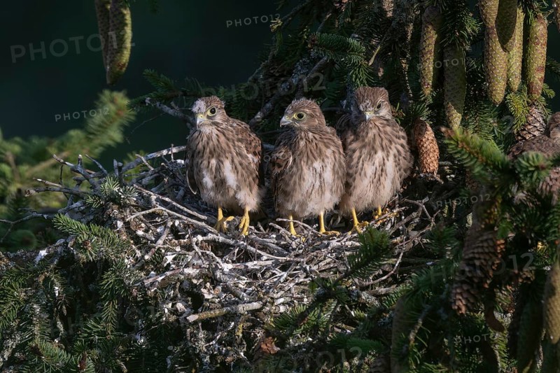 Common kestrel (Falco tinnunculus) at the nest with young birds, Daun, Eifel, Rhineland-Palatinate, Germany, Europe