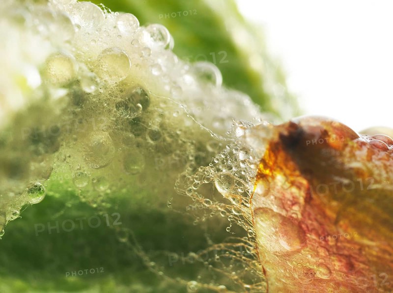 Chestnut, common horse-chestnut (Aesculus hippocastanum), detail of bud, resin droplets and fine hairs to protect the young shoots, macro photograph