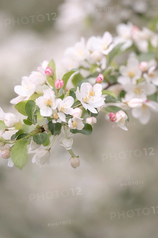 Apple blossom branch with white open flowers and yellow stamens, few closed flowers in pink, green leaves, background light and blurred, Dortmund, Germany, Europe