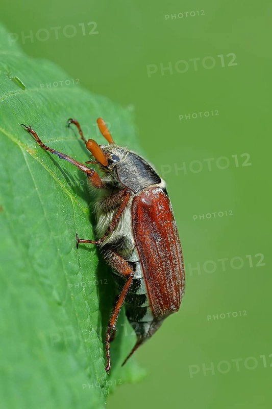 Northern cockchafer (Melolontha hippocastani), male, on a leaf of a horse chestnut (Aesculus hippocastanum), Wilnsdorf, North Rhine-Westphalia, Germany, Europe