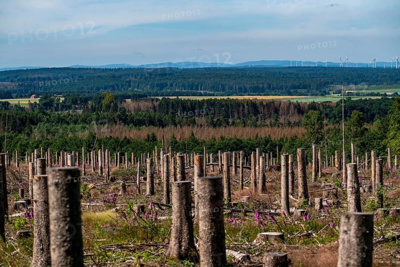 Cleared forest in the Eggegebirge, near Lichtenau, Paderborn district, site of a spruce forest that had died due to heavy bark beetle infestation and was felled, the tree stumps are intended to provide protection and nutrients for new, planted trees, Common foxglove growing, North Rhine-Westphalia, Germany, Europe