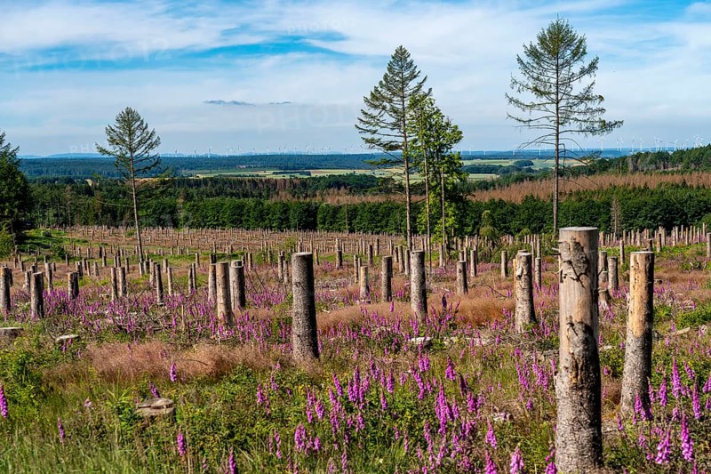 Cleared forest in the Eggegebirge, near Lichtenau, Paderborn district, site of a spruce forest that had died due to heavy bark beetle infestation and was felled, the tree stumps are intended to provide protection and nutrients for new, planted trees, Common foxglove growing, North Rhine-Westphalia, Germany, Europe