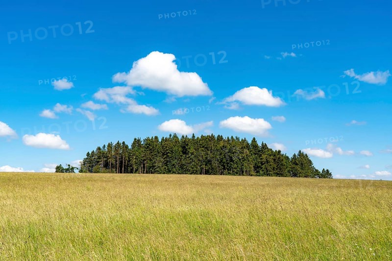 Forest, landscape, pasture with high grass, vastness, clouds, summer in Hochsauerlandkreis, North Rhine-Westphalia. Germany