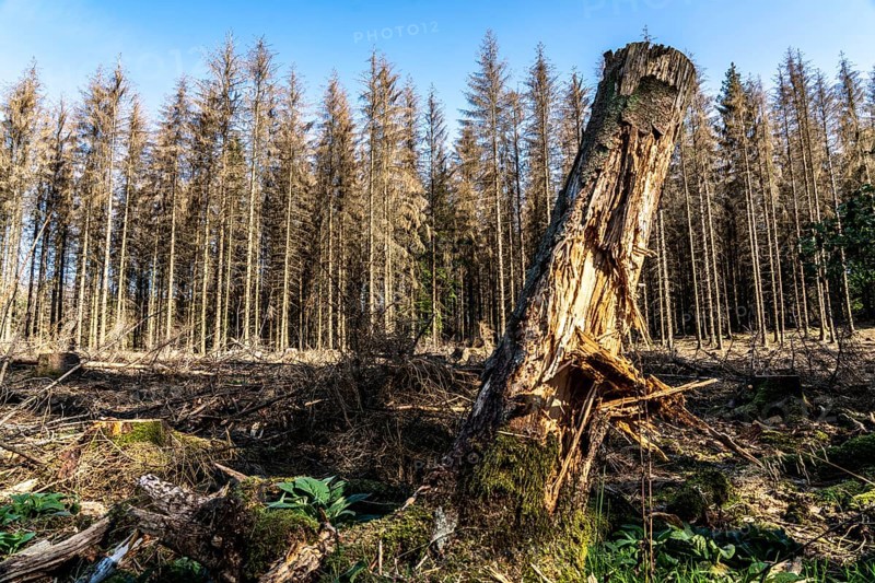 Forest dieback in Arnsberg Forest, northern Sauerland, dead spruce trees, partly cleared forest, felled deadwood, North Rhine-Westphalia, Germany, Europe