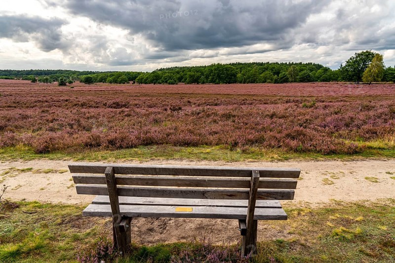 Flowering heath, heather and juniper bushes, near Wilseder Berg, in the Lüneburg Heath nature reserve, Lower Saxony, Germany, Europe