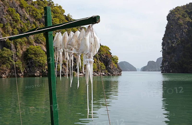 Squid hanging in the sun to dry, behind the karst rocks of Lan Ha Bay, Halong Bay, Vietnam, Asia