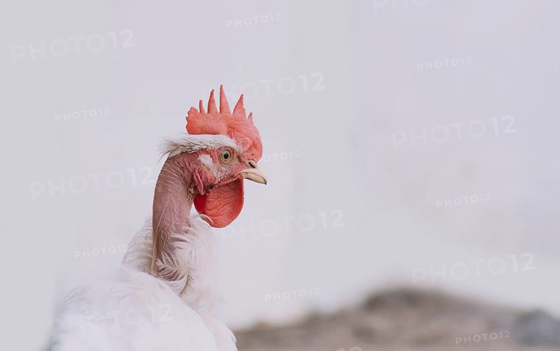 Crest of a pyroco rooster, close up of an Indian rooster, portrait of a pyroco rooster with a crest, concept of domestic animals
