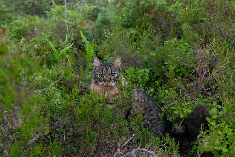 Norwegian Forest Cat in the Norwegian undergrowth