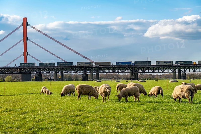 Rhine dyke near Duisburg-Beeckerwerth, flock of sheep, Haus-Knipp railway bridge, goods train, Duisburg, North Rhine-Westphalia, Germany, Europe