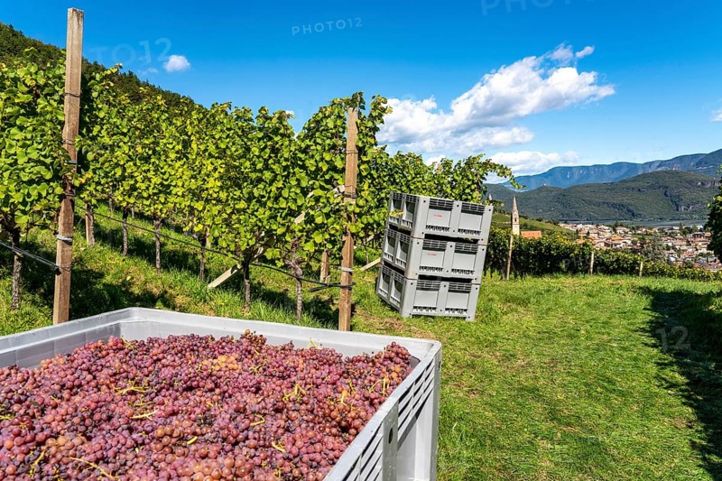 Wine growing, in the Adige Valley, near the village of Tramin on the wine road, view from the vineyards to the village, South Tyrol, freshly harvested Gewürztraminer grapes, Italy, Europe