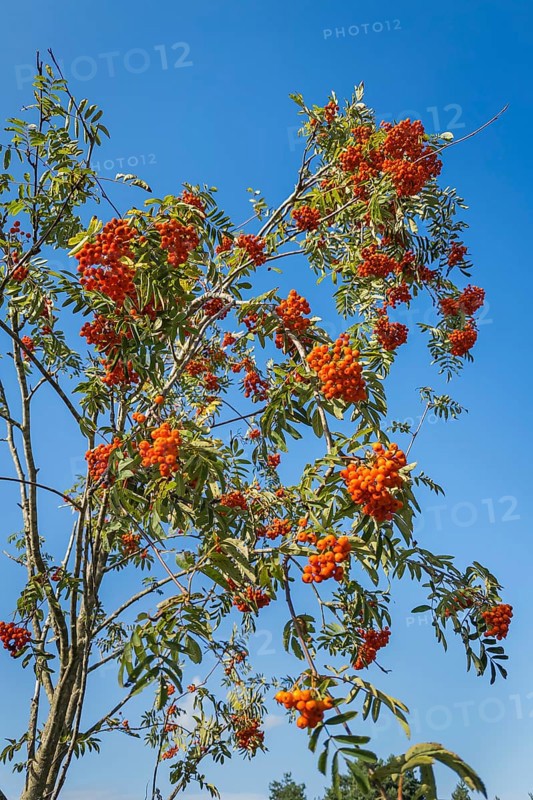 Mountain ash, (Sorbus Aucuparia), rowan, plant shrub, flora, tree, Germany, Europe