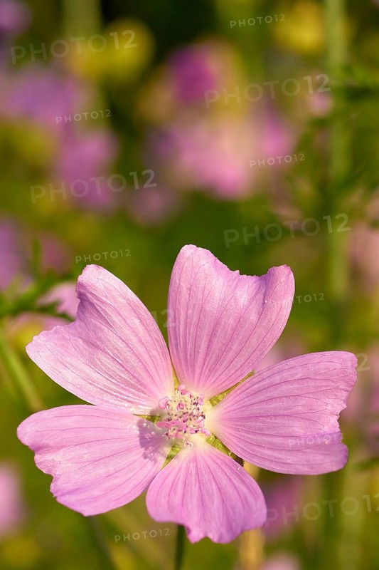 Musk mallow (Malva moschata), close-up, in a sunny meadow in summer, Spessart, Bavaria, Germany, Europe