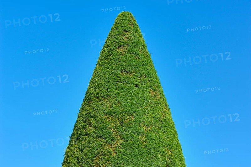 A tall, conical yew (Taxus), in front of a clear blue sky, summer, Germany, Europe