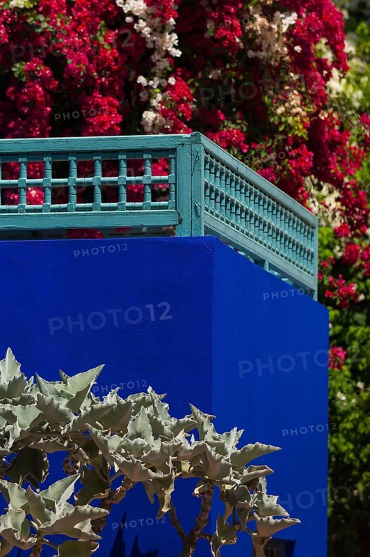 Majorelle Garden, botany, cactus, cacti, bougainvillea, flora, plant, botany, tropical, climate, architecture, indigo, blue, tree, park, decoration, attraction, travel, holiday, Marrakech, Morocco, Africa