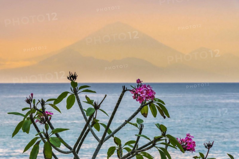 Frangipani (Plumeria) with view from Lombok to Bali, plant, shrub, flora, garden, botany, botanical, blossom, flowering, garden plant, exotic, tropical, tropical plant, flower, wellness, symbol, relaxation, paradisiacal, jasmine, spa, holiday, travel, long-distance travel, tourism, volcano, silhouette, evening mood, evening sky, orange, romantic, holiday feeling, holiday mood, dream holiday, meditation, yoga, calm, emotion, feeling, beautiful, idyllic, sea, ocean, sunset, island, Indonesia, Asia