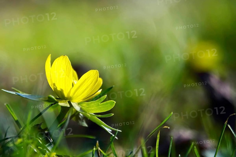 Winter aconites (Eranthis hyemalis), Germany, Europe