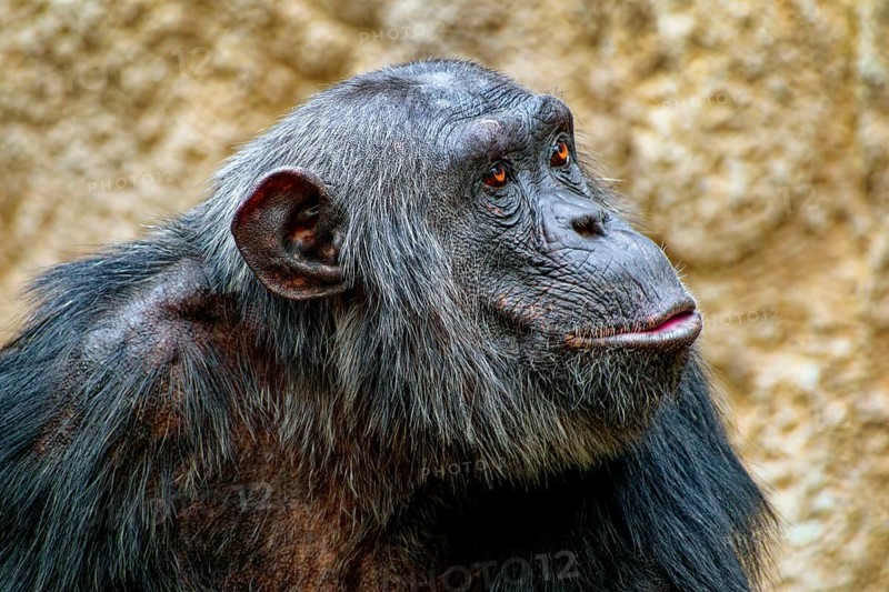 Animal portrait, western chimpanzee (Pan troglodytes verus), captive, distribution central and western Africa