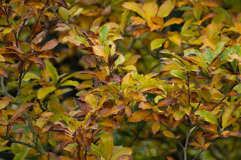 Magnolia (Magnolia spp.) tree with yellow leaves in the autumn, Suffolk, England, United Kingdom, Europe