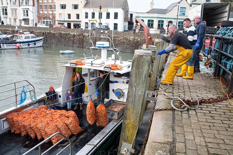 Unloading a catch of shellfish from a small fishing boat in the harbour, Ilfracombe, north Devon, England, United Kingdom, Europe