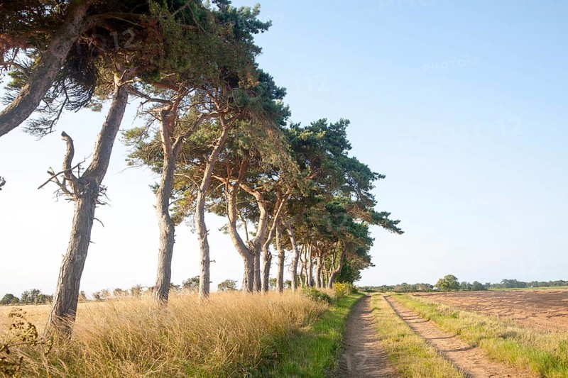 A line of Scots pine trees marking an field boundary in the countryside, Shottisham, Suffolk, England, UK