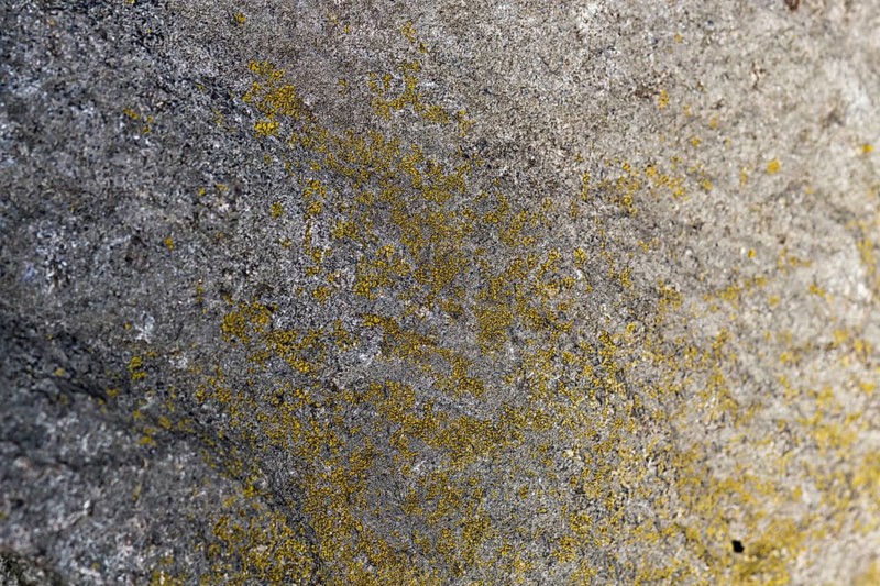 Texture of a boulder with moss and lichen