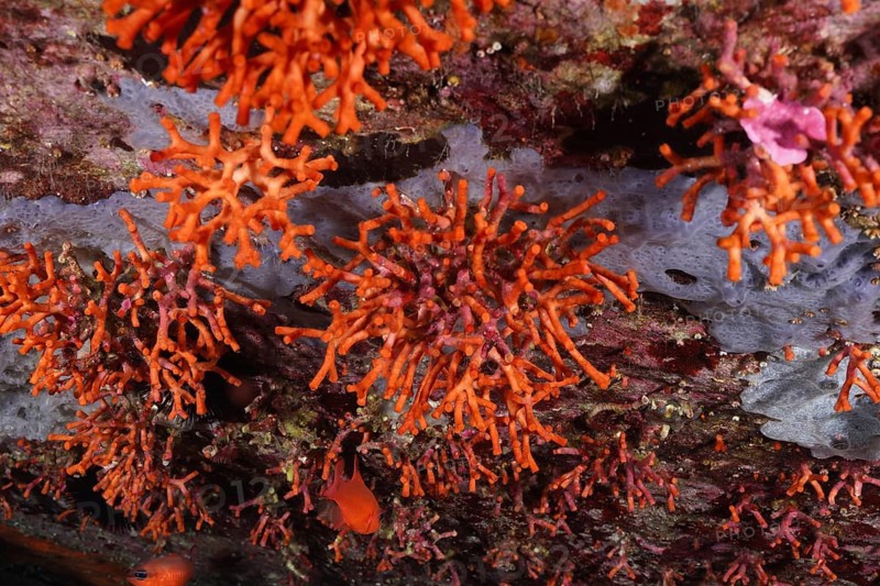 False coral (Myriapora truncata) in the Mediterranean near Hyères. Dive site marine reserve Port Cros, Côte d'Azur, France, Europe