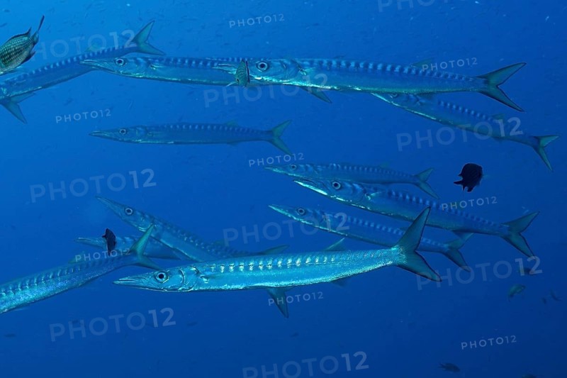 School of fish, group, school of barracuda (Sphyraena sphyraena) in the Mediterranean Sea near Hyères. Dive site Giens Peninsula, Côte d'Azur, France, Europe