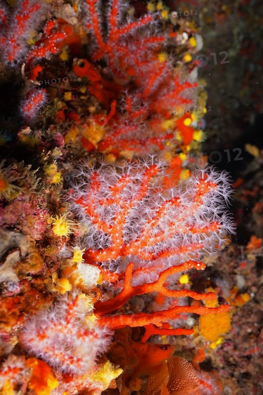 Red coral (Corallium rubrum) in the Mediterranean near Hyères. Dive site Giens Peninsula, Provence Alpes Côte d'Azur, France, Europe