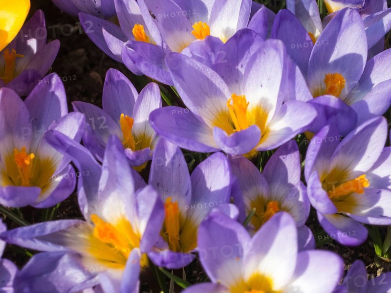 Crocuses blooming in the botanical garden in spring