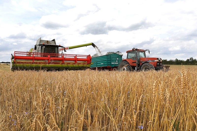 Combine harvester harvesting grain on an organic farm, Müncheberg, 28/07/2020