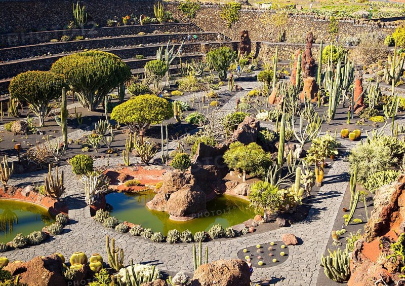 Cactus plants inside Jardin de Cactus designed by César Manrique, Guatiza, Lanzarote, Canary Islands, Spain, Europe
