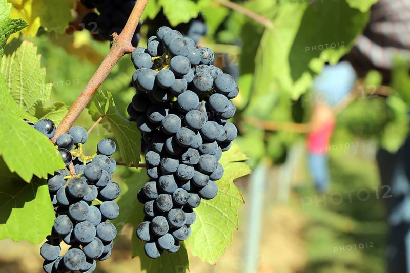 Grape grape harvest: Hand-picking Pinot Noir grapes in the Palatinate