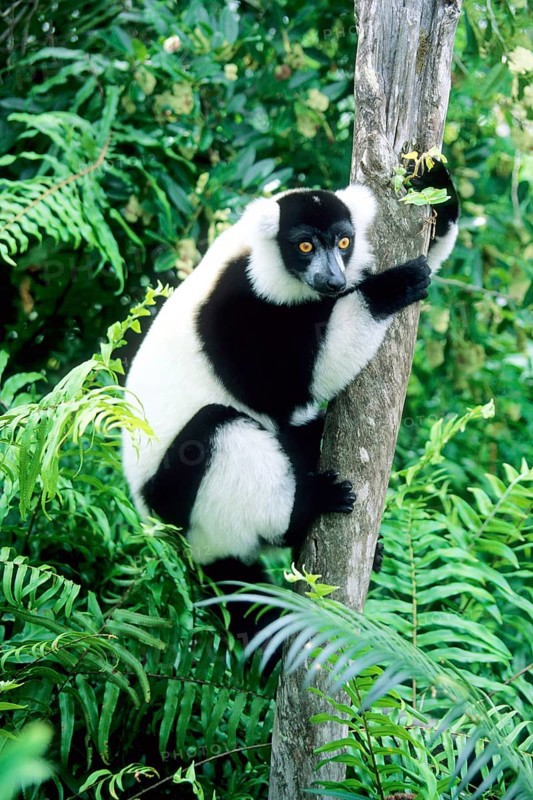 Crown sifaka, Madagascar, Coquerels crown sifaka, Prophitecus verreauxi coquereli, Madagascar, Madagascar, Africa