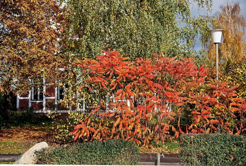 Europe, Germany, Lower Saxony, Hamburg metropolitan region, Altes Land, Stade district, St. Marien-Kirche Grünendeich, churchyard, built in 1608, half-timbered, autumn, Europe