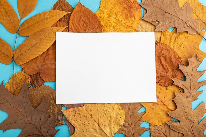 Composition with yellow and brown autumn leaves and white paper mockup on blue pastel background. Blank, flat lay, top view, still life, copy space
