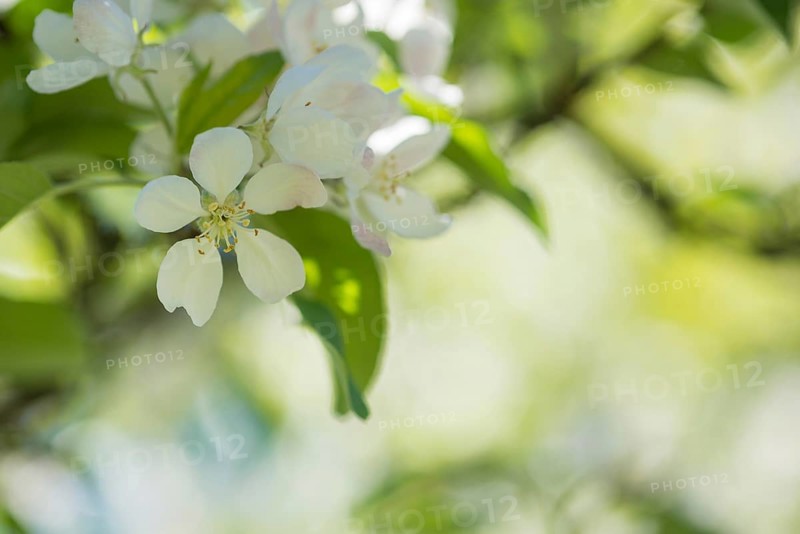Delicate white blossoms of a fruit tree in focus, blurred, soft, gentle green background light, apple blossoms on an apple tree in May, sunny day in spring, fragrant, apple tree (Malus domestica) (synonym: Pyrus malus), Lower Saxony, Germany, Europe