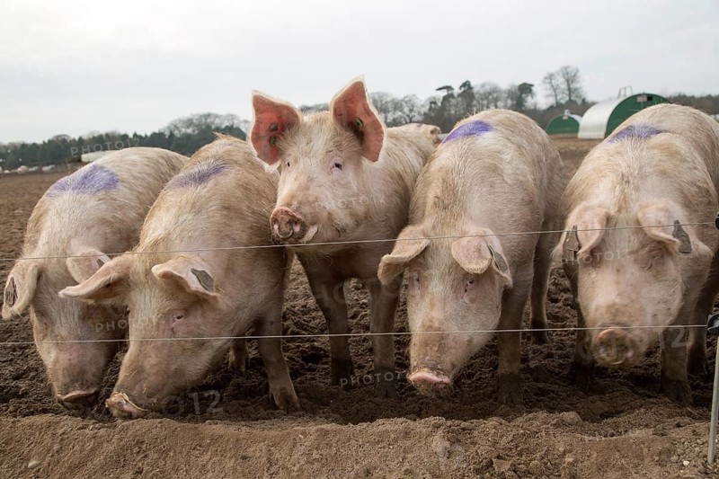 Free range pig farming pork production Shottisham, Suffolk, England, UK