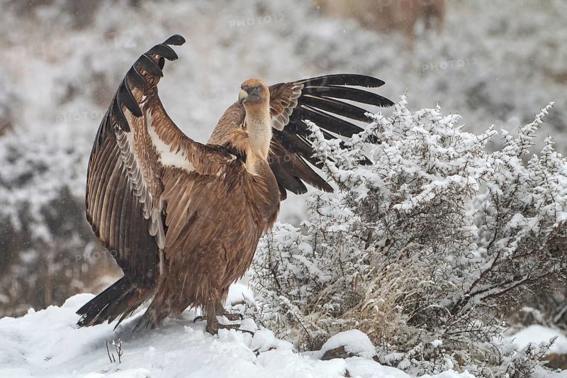 Griffon vulture (Gyps fulvus) Old world vulture, snow and frost, winter landscape, wings drying, foraging, scavenger, Terres de Lleida, Catalan Pyrenees, Spain, Europe