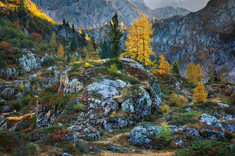 Autumn-coloured larches in rugged alpine terrain, Valais, Switzerland, Europe