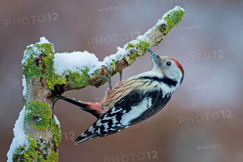 Middle spotted woodpecker (Dendrocopos medius) climbing a branch, foraging in winter, sunrise, frost and snow, winter feeding, hoarfrost, Middle Elbe Biosphere Reserve, Saxony-Anhalt, Germany, Europe