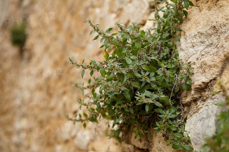 Spreading glasswort (Parietaria judaica) growing on a wall in La Roque-sur-Cèze, Gard department, Occitanie region, France, Europe