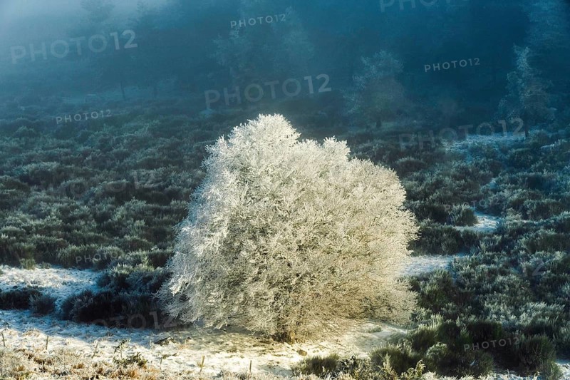 Aubrac plateau, snowy tree, Lozere department, Occitanie, France, Europe