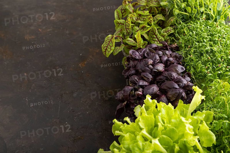 Set of boxes with microgreen sprouts of purple basil, lettuce, sorrel, pea, cilantro on black concrete background. Side view, copy space, close up