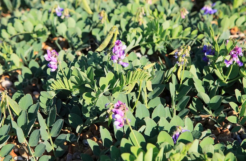 Sea Pea plant, Lathyrus japonicus, growing on beach at Shingle Street, Suffolk, England, UK