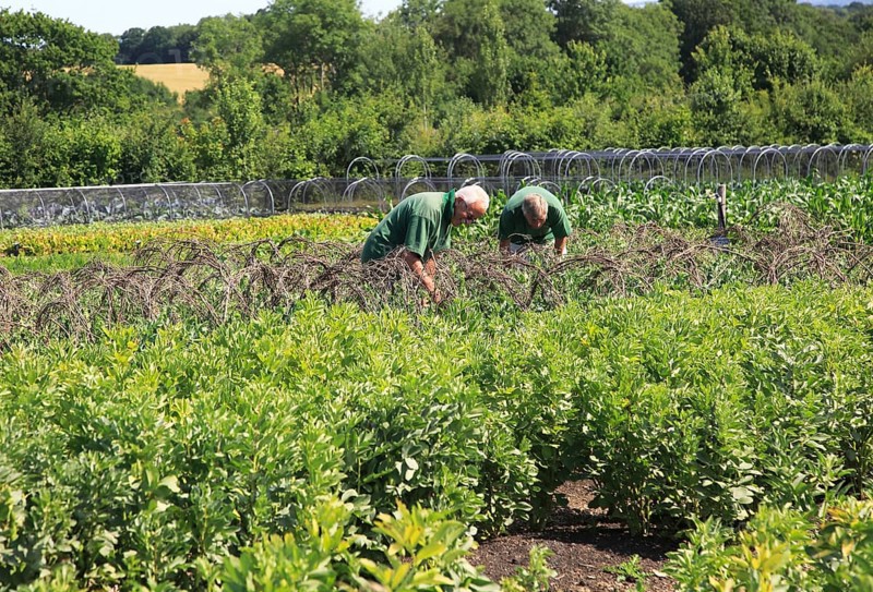 Volunteer workers in the vegetable garden, Sissinghurst castle gardens, Kent, England, UK