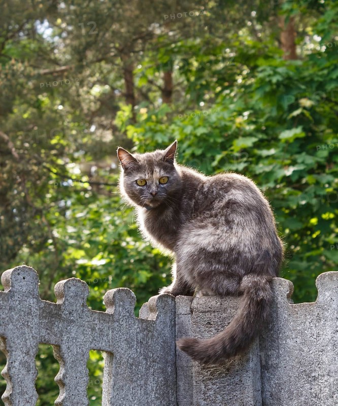 Gray spotted cat with yellow eyes sitting on a concrete fence against a background of green leaves