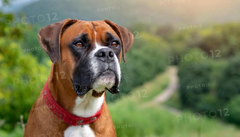 Pets, Dog, German Boxer, AI-generated, AI generated