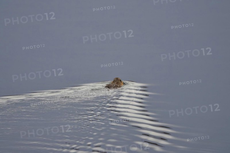 Nutria in a lake, March, Saxony, Germany, Europe