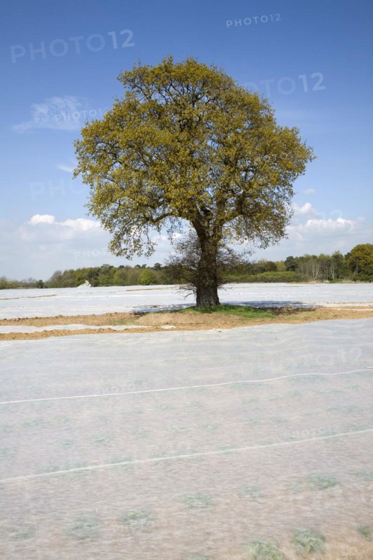 Oak tree with fleece sheets on field