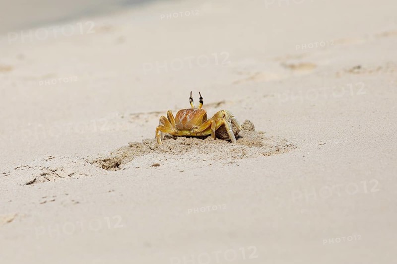 Horn-eyed Ghost crab (Ocypode brevicornis) digging in the sand at Marari Beach or Strand, Mararikulam, Alappuzha district, Kerala, India, Asia